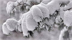 photo "***"
