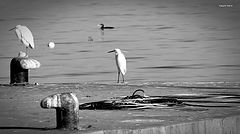photo "in the port"