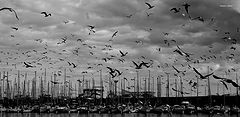photo "invasion"