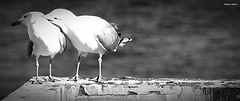 photo "feeling..."
