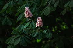 photo "***"