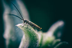 photo "Phytoecia nigricornis"