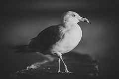фото "чайка"