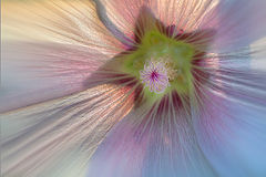 photo "***"