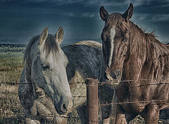 фото "Два первых коня..."