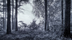 photo "***"