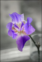 photo "***"