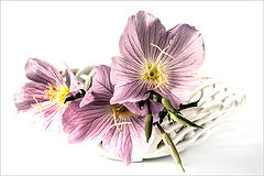 photo "***"