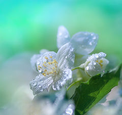 photo "***"