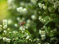 photo "***"