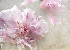 photo "Peony"