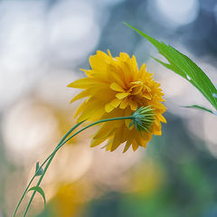 photo "***"