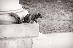 photo "At the Foot of the Column"