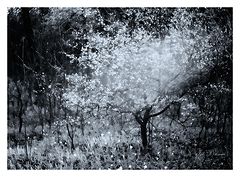 photo "***"