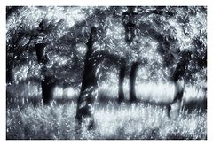 photo "***"