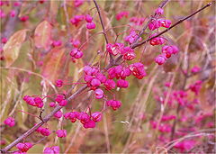 photo "***"