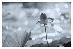 photo "***"
