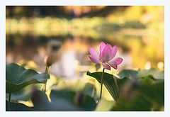 photo "***"