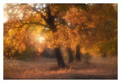 photo "***"