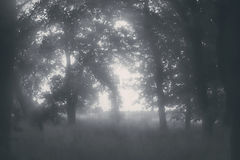 photo "***"