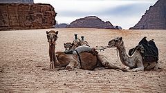 photo "Resting Camels"