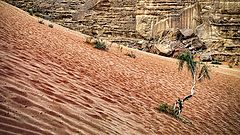 photo "Some Plants Grow in the Desert"