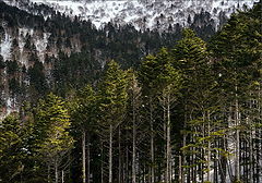 photo "***"