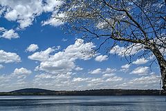 photo "Spring Motif"