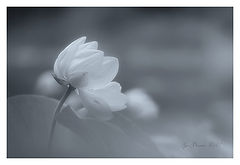photo "***"