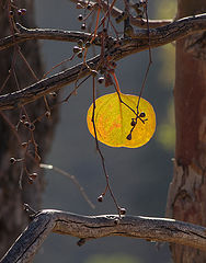 photo "Полнолуние"