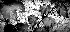 photo "leaves"