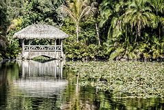 photo "Everglades"