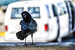 photo "What are you staring at? Give me something to eat!"
