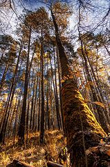 фото ""Великаны осени""