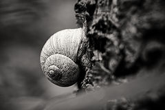 photo "Helix pomatia"