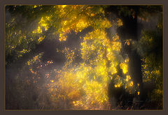 photo "***"