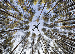 photo "В лесу."