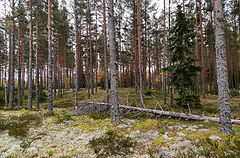 фото "мы встанем шеренгой строгой"