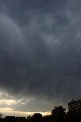 photo "***"