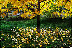 фото "The colors of autumn ..."