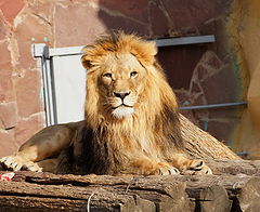 фото "Lion"