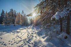фото "Первый снег"