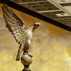 photo "American Eagle"