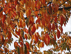 фото "Autumn leaves"