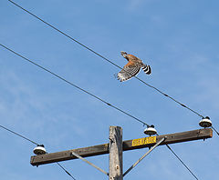 photo "Провода"