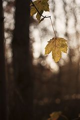 фото "Последнее золото"