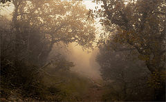 photo "***"