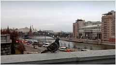 photo "Birdie"