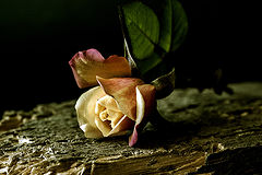 photo "***"
