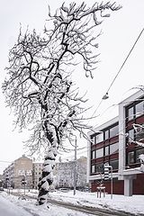 photo "Winter in the City 2"